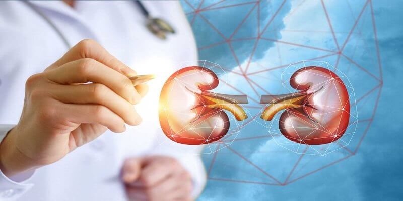 The Importance of Regular Kidney Function Tests for Optimal Health